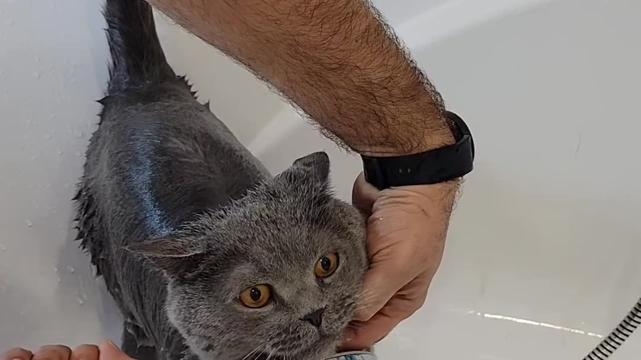 Cat Shower video 2023