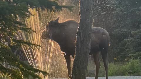 Moose Uses Sprinkler to Keep Cool