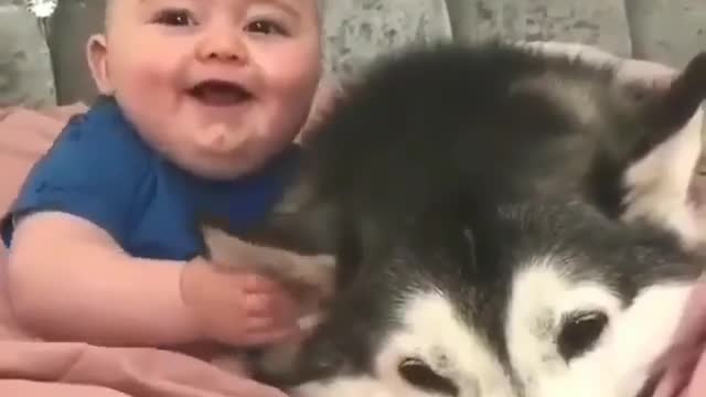 The adorable Crazy Ways Babies play with their favourite cat and dogs