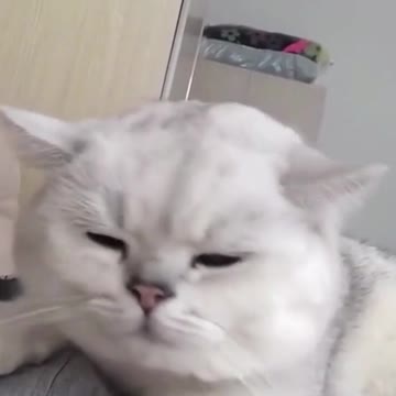 Cat Listening And Enjoying Music | Cute Cats