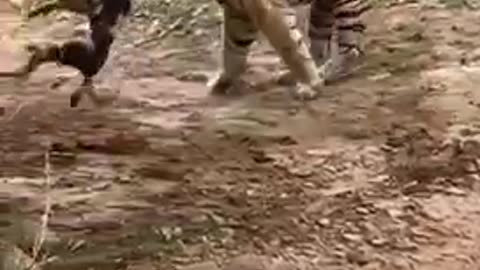 Tiger kills Dog