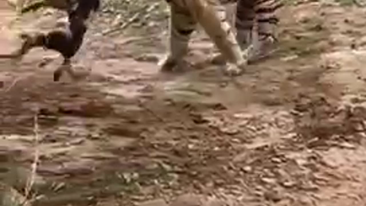 Tiger kills Dog