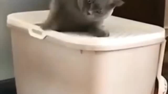 funny cat short videos |😂| part 103 |👍| Hello cats #shorts #shortvideo