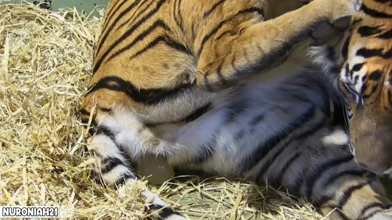 Birth of Twin Tiger Cubs - Tigers About The House