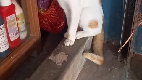 Funny cat #honest cat 2021