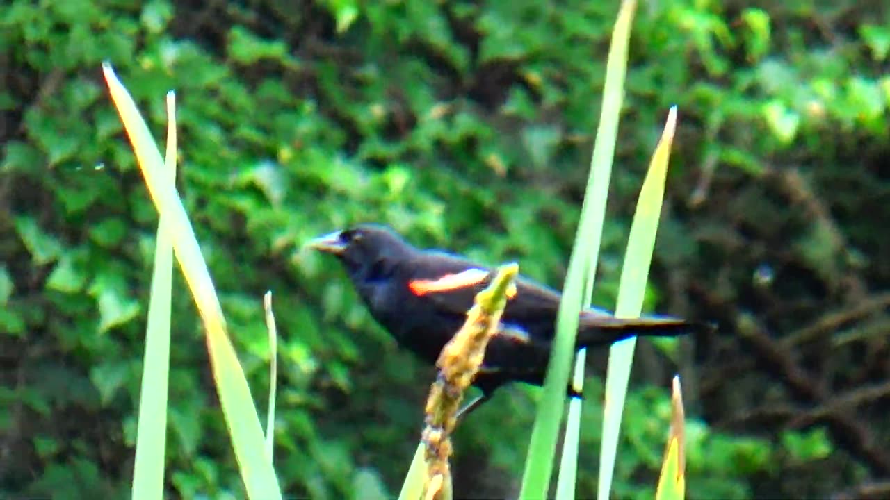 Red-winged blackbird