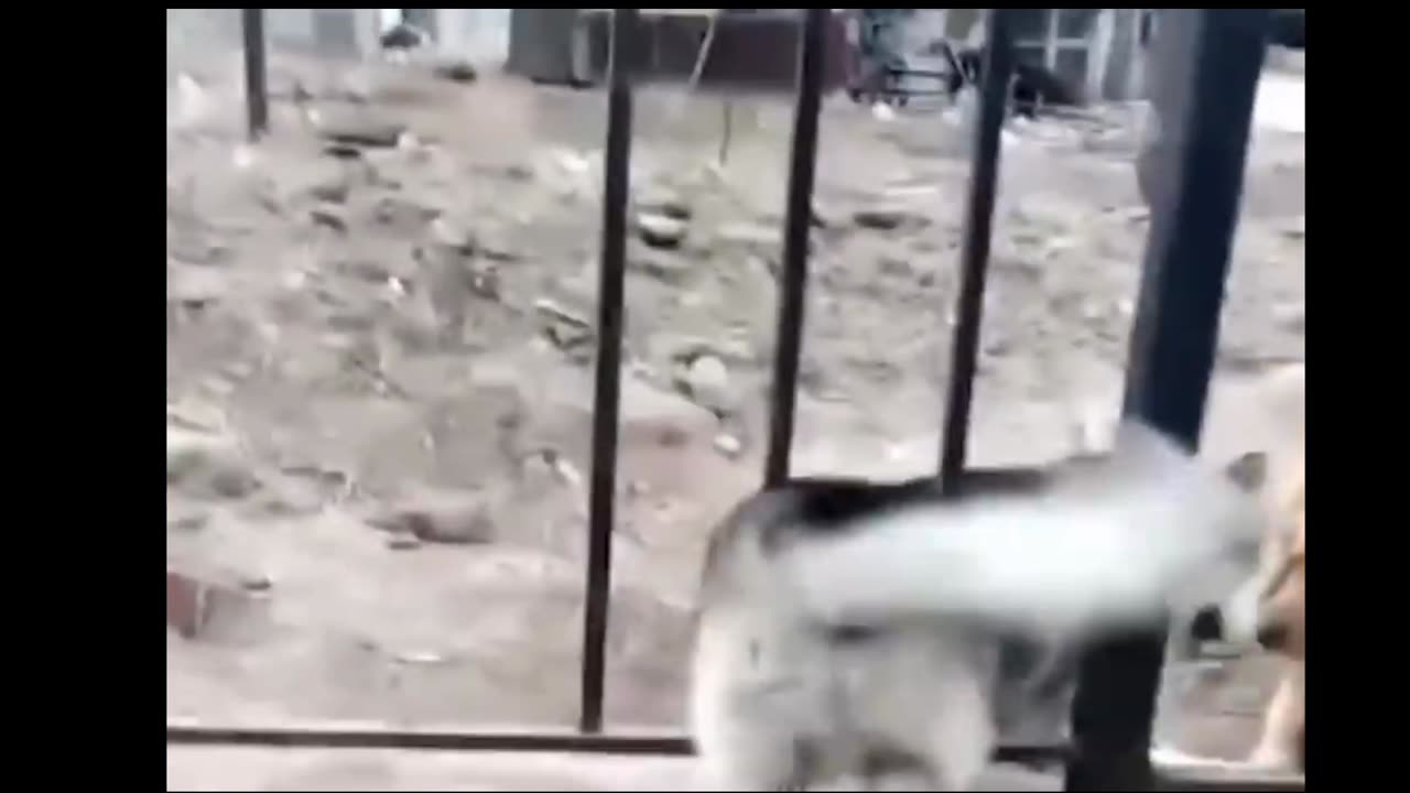 Best dog funny video dog video dog funny clip