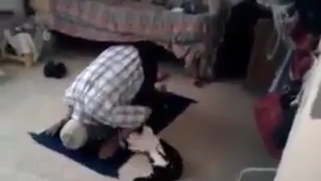 Cat playing with man So Funny