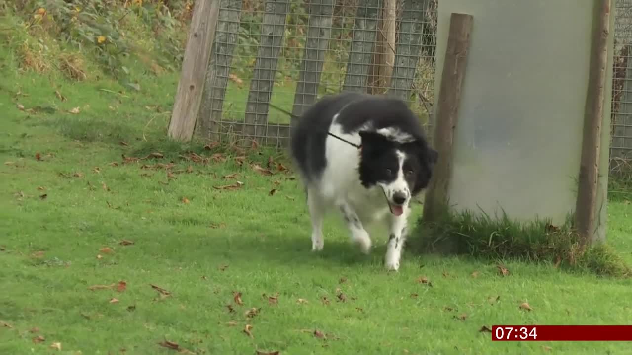 Britain's fattest dog sheds 3 stones (fun story) (UK) - BBC News - 7th June 2019