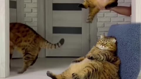 Cute and Funny Animal Compilation #shortscats