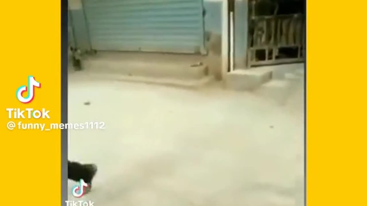Funny video