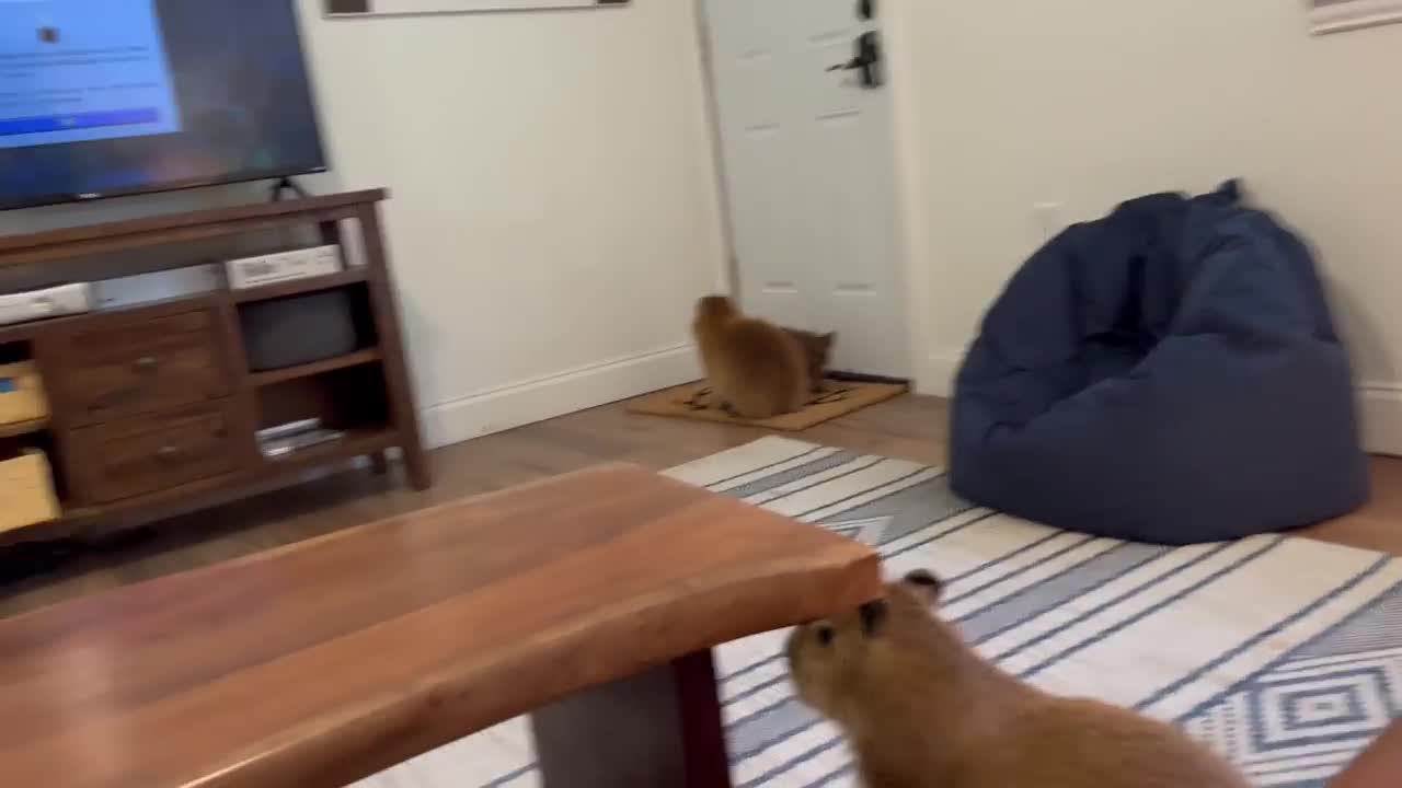 Capybara vs Piglet (Quandale Dingle Dies)4