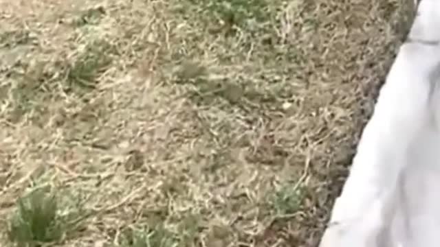 Can you find me # funny # funnyvideos # fy # fyp