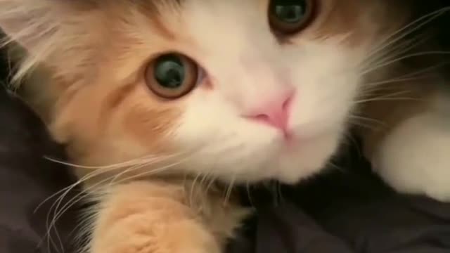 A very cut cat 🐈