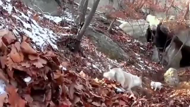 来自djdy168的#问题 #dogs #puppy #foryoupage #fypシ #fypage #followme #tiktok