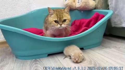 Mom cat carries an adopted kitten to her