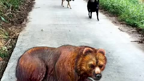 3D Bear drawing to check his dogs reaction