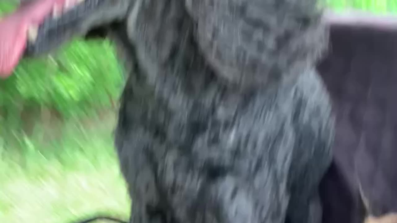 Standard poodle sits on Belgian Malinois.