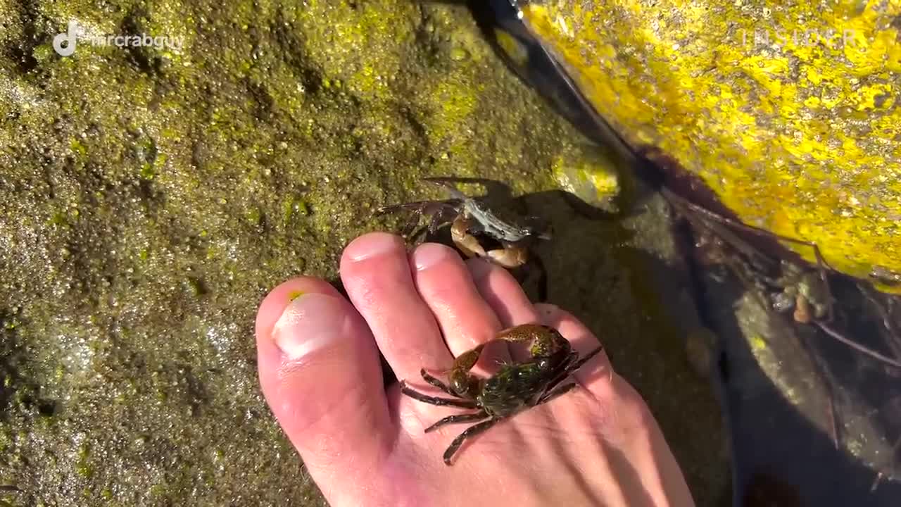 How Crabs Clean Dead Skin From Toes _ Deep Cleaned _ Insider