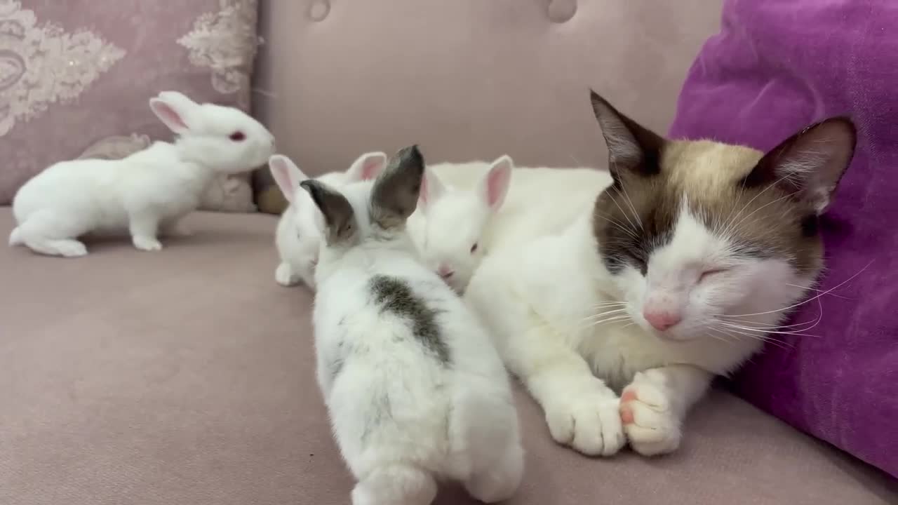 Baby Bunnies Wake Up a Sleeping and Lazy Cat