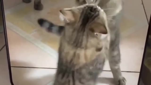 Funny Animals Videos2022 🤣🐶 😻-Funniest Cats And Dogs Video