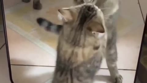 Funny Animals Videos2022 🤣🐶 😻-Funniest Cats And Dogs Video