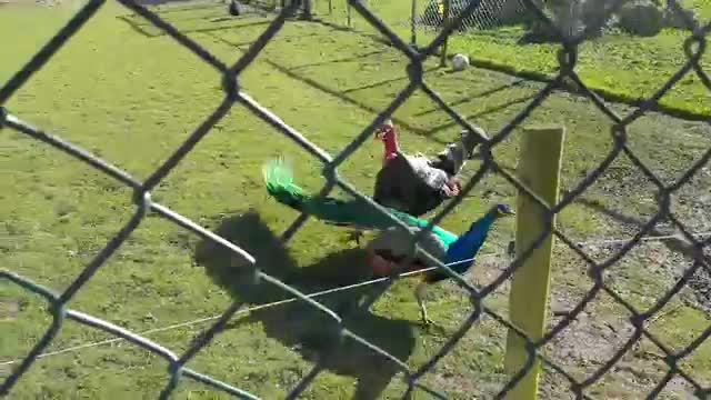 Turkey Vs Peacock - Who will win ?