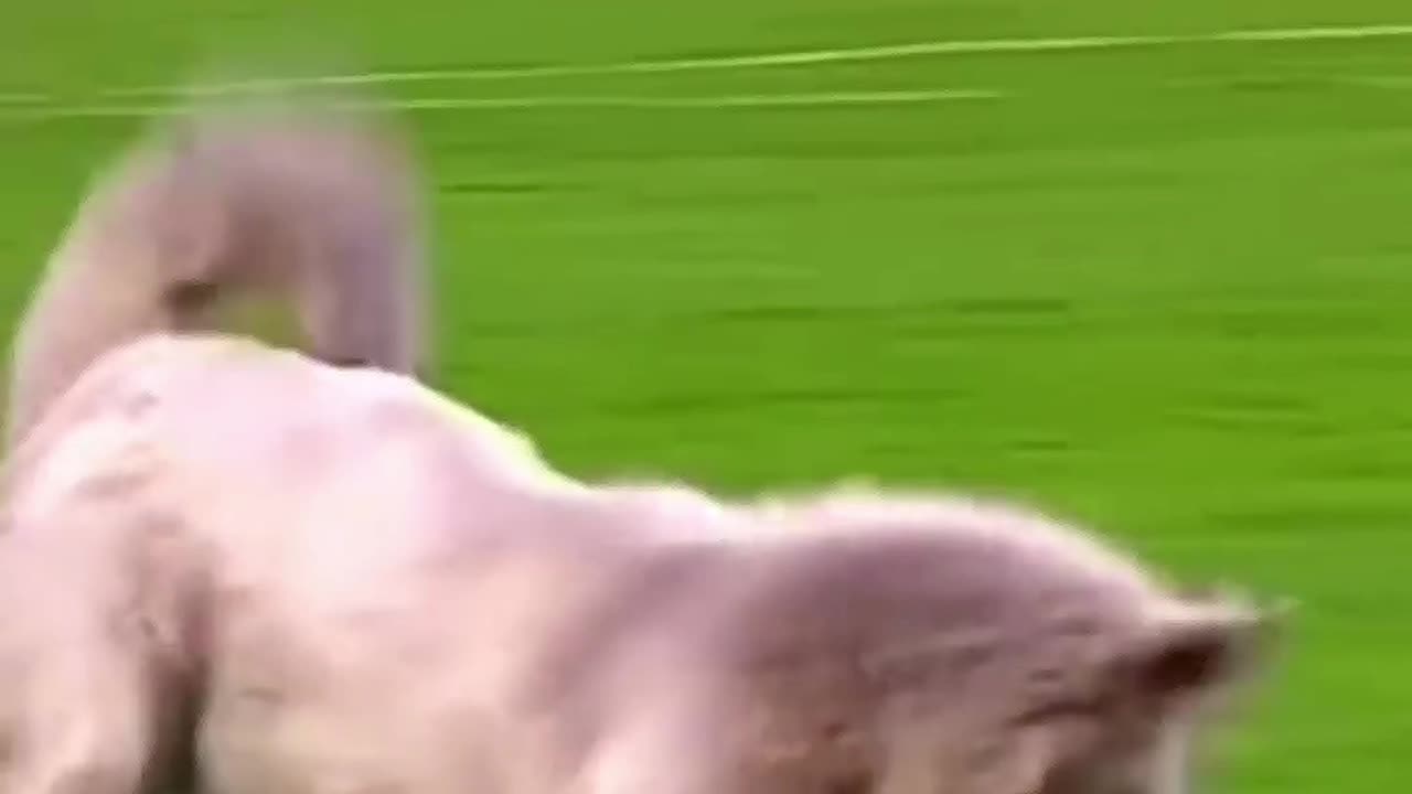 Animal moments in football