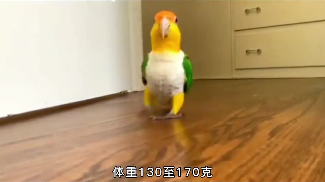 Watch This Cute Parrot Do Amazing Tricks!