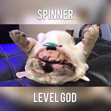 Titon, el Bulldog, es un maestro con el fidget spinner