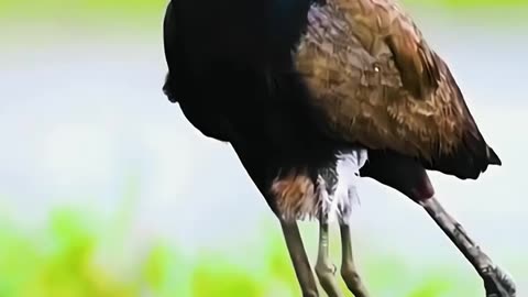 Beautiful bird