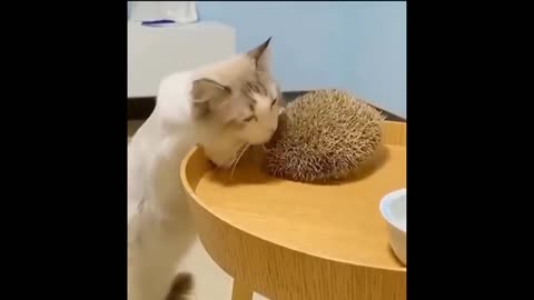 LAUGH Non-Stop With These Funny Cats