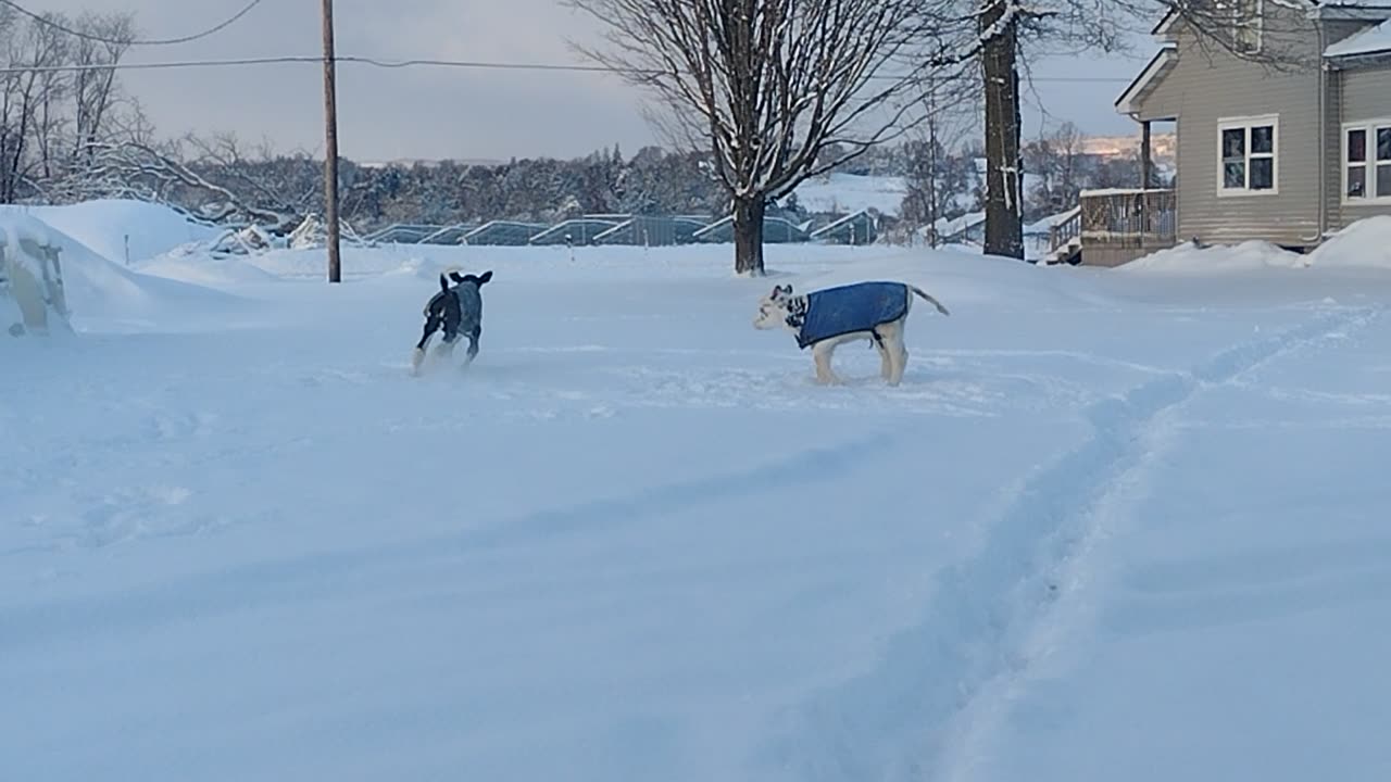 Calves and snow