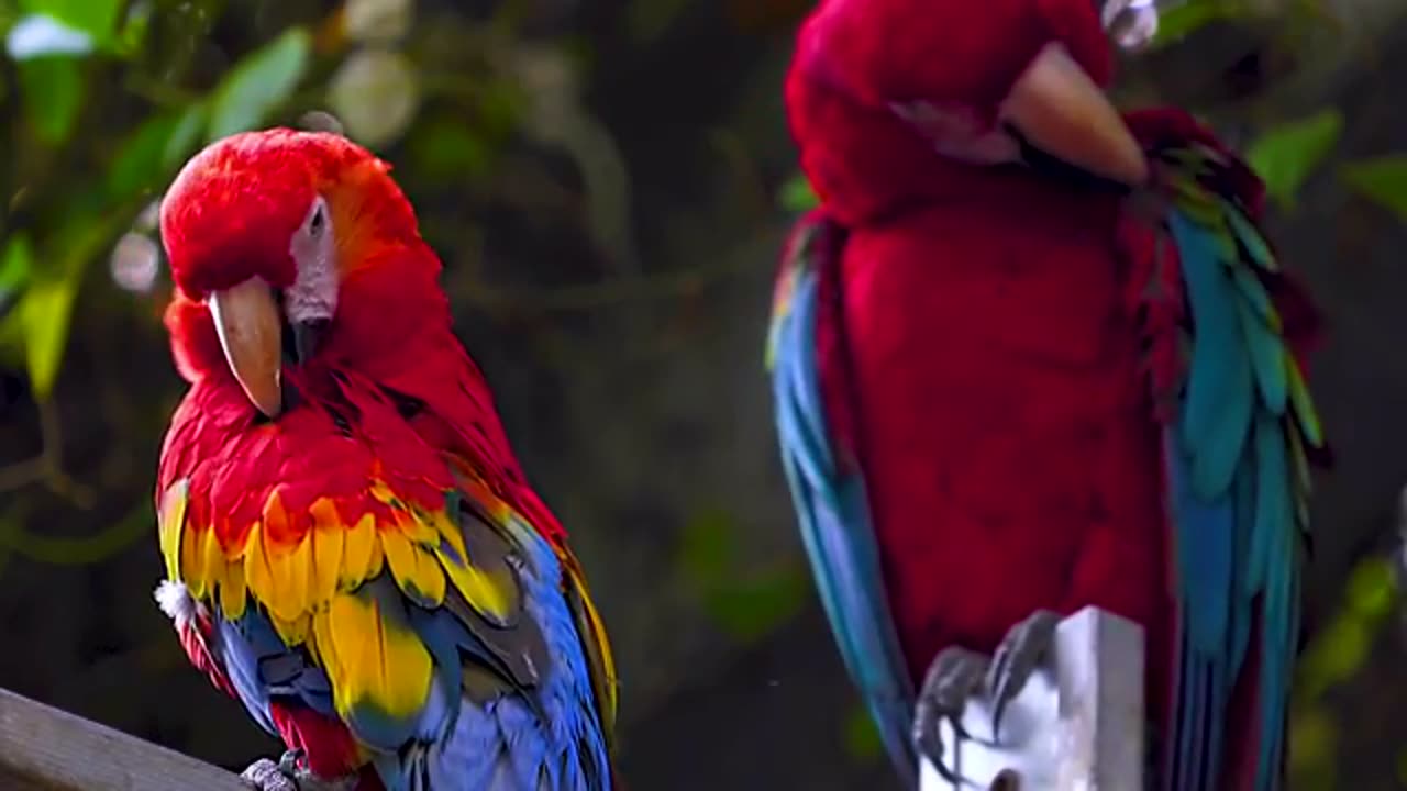 Amazing Birds