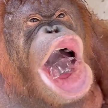 Funny Monkey 🐒 🙈