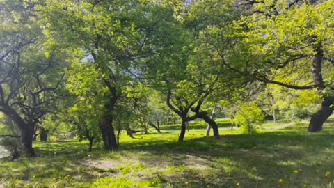 Hunza Valley Green City