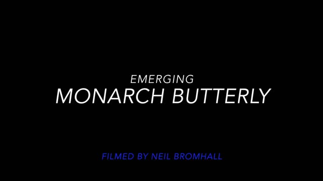 Monarch butterfly emerging time lapse