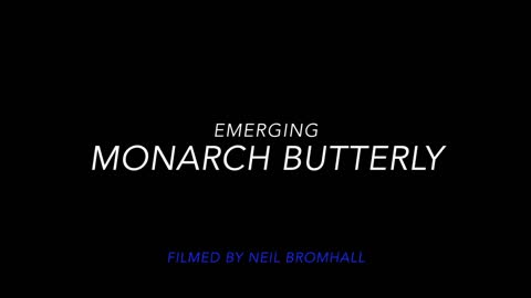Monarch butterfly emerging time lapse