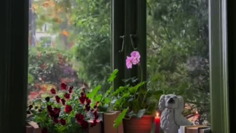 Quietly watching the light rain outside the window