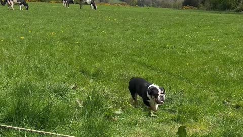 Lola Wants To Join the Cows