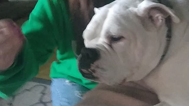 White Bulldog