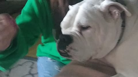 White Bulldog