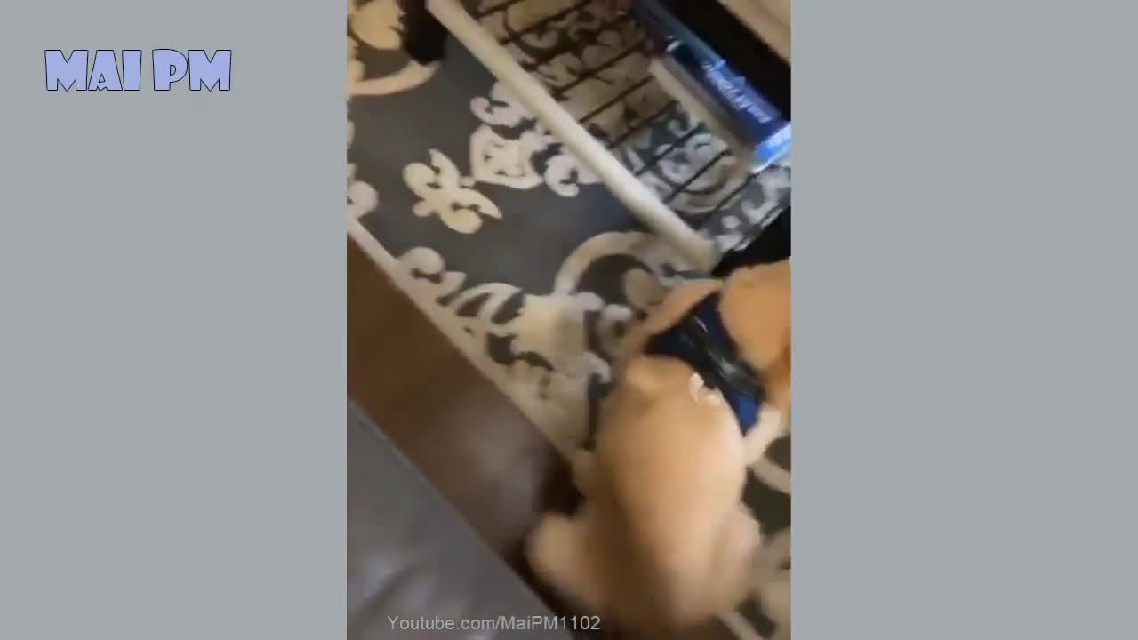 These cute DOGS will relieve your stress𤣠Funniest Dog Videos