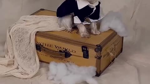 pets photographed