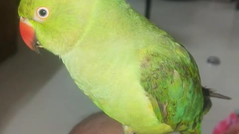 mittu miya new video