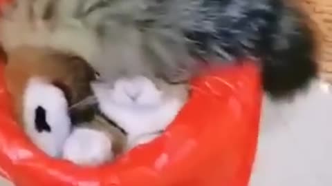💗💜💛💚💙❤funny animals compilation-------- _shorts video❤💙💚💛💜💗