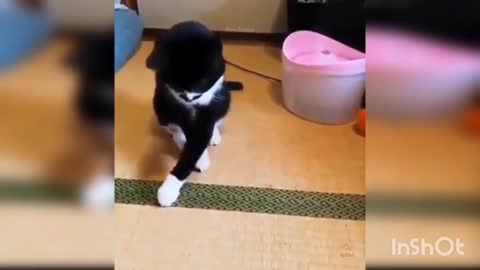 Cat playing drop the catch | playing with the ball | pet lovers