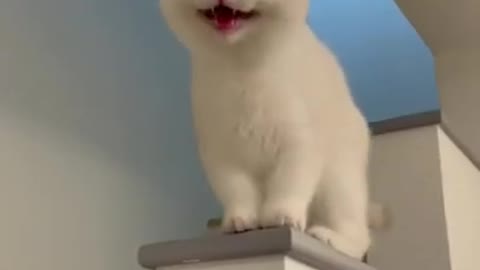 Laughing Cat