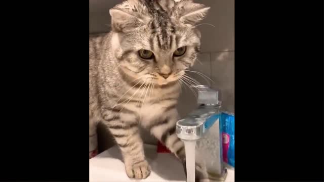 Cats Werid facts.....how to teach animal anything