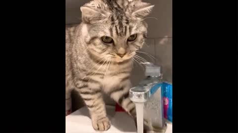 Cats Werid facts.....how to teach animal anything